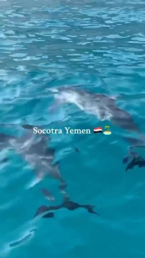 #socotrayemen #путешествие #море #природа