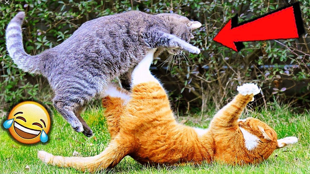 Приколы с котами и собаками! ! Смешные коты! Смешные собаки! Самые смешные животные! Угарные видео! смотреть онлайн