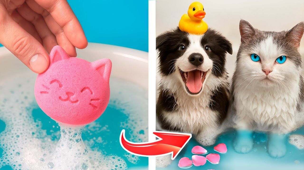 Собака vs кошка! Как ухаживать за домашними питомцами! смотреть онлайн