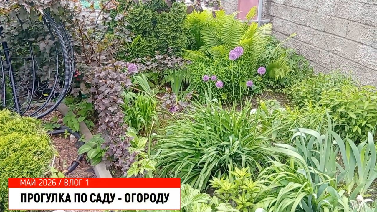 ЧТО РАСТЁТ В САДУ/ ПРОГУЛКА ПО ДАЧЕ МАЙ 2026 / САД И ОГОРОД СВОИМИ РУКАМИ / ВЛОГ О САДЕ И ОГОРОДЕ смотреть онлайн