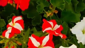 Чем я подкармливаю петунию, чтобы она цвела шапками всё лето