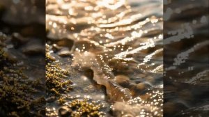 Golden Reflections  --- A visual tribute to disco_s golden decades. _aivideo _music _disco