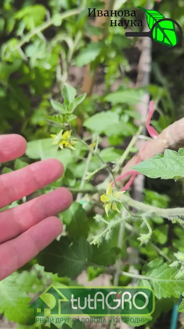 🥶 Рассада 🍅 остановилась 🥒 и не растет 🌶 после высадки? Вот почему это происходит, как исправить