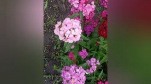 турецкая гвоздика
