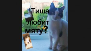 Тиша любит мяту?