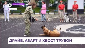 Показательные выступления кинологического отряда Юнармейского движения прошли во Владивостоке
