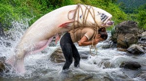 Ловля гигантского дикого сома в дождливый день для продажи на рыбном рынке — семейный ужин.