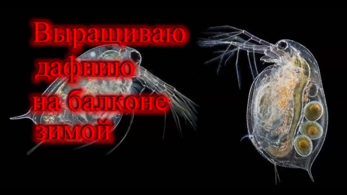 Живая ДАФНИЯ выращиваю на балконе зимой