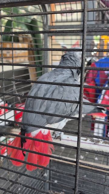 ПОПУГАИ КРАСНОХВОСТЫЕ!🦜🦜