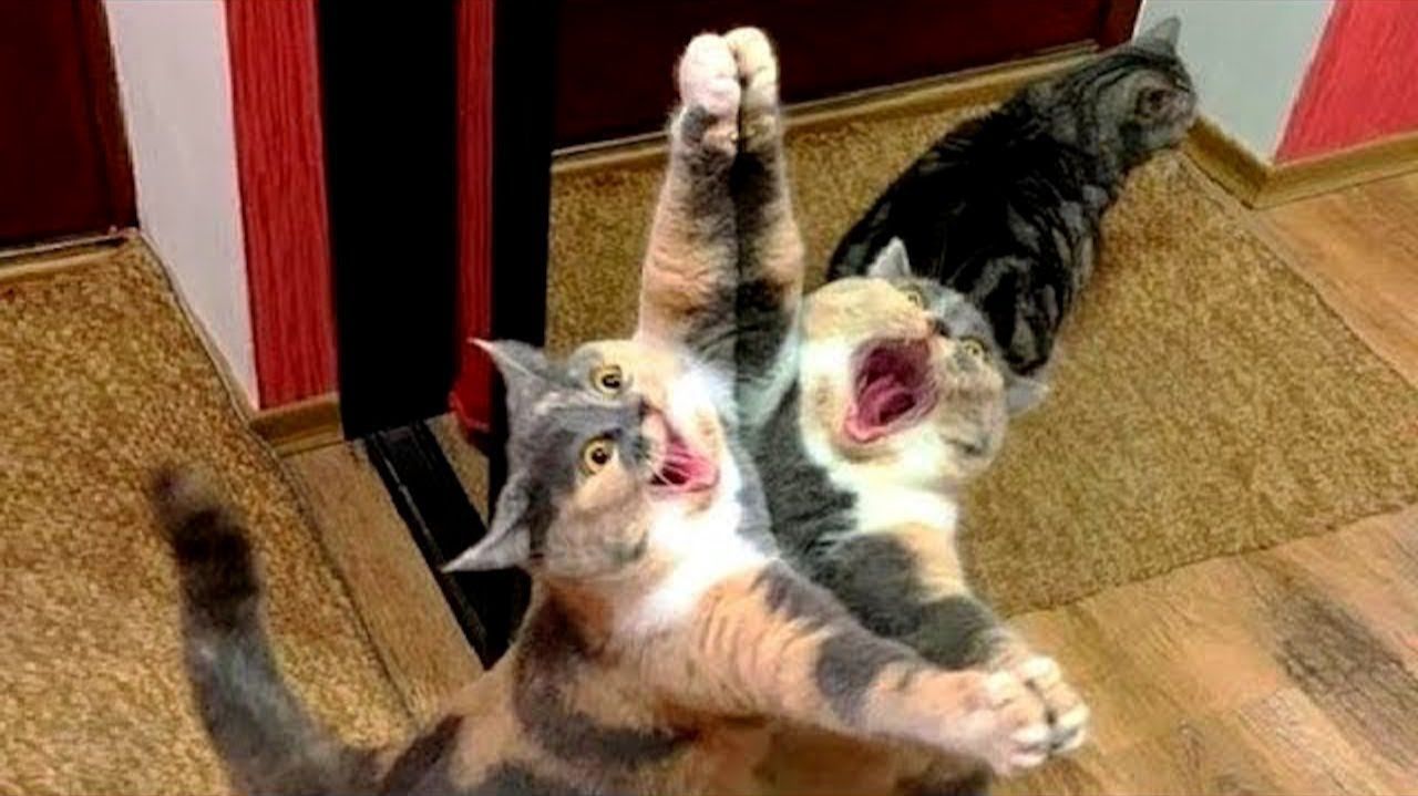 Приколы с котами и собаками! ! Смешные коты! Смешные собаки! Самые смешные животные! Угарные видео! смотреть онлайн