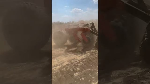 Дискант-Мега🔥 от Willock Farm💪 по толстой соломе