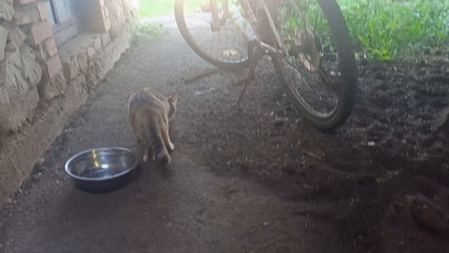 Мои любимые коты🐈 смотреть онлайн