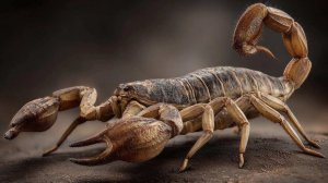 Ученые разгадали тайну гигантского скорпиона размером с весло