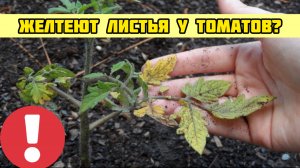 Желтеют листья у ТОМАТОВ? Все исправляется в момент!