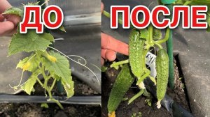 У ОГУРЦОВ Желтеют Листья? ПОЛЕЙТЕ ЭТИМ! Подкормка от которой зависит урожай!