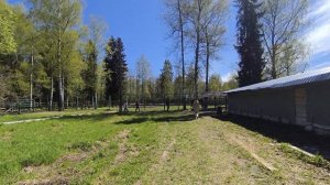 Путешествие в Кострому, Сумароковская лосиная ферма 10.05.3026