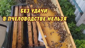 без везения в пчеловодстве нельзя   2023