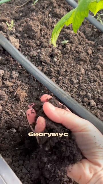 Когда высаживать рассаду томатов.