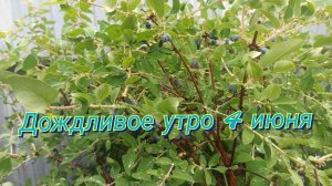 Первые ягоды этого сезона