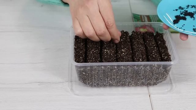 Как посадить ЛУК ПОРЕЙ на рассаду.