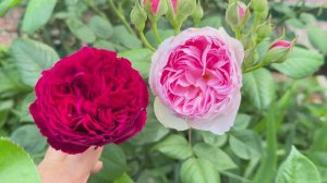 Прогулка по вечернему саду 💐 3 июня 26г💐