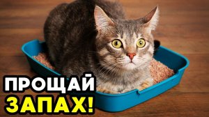 Как НАВСЕГДА избавиться от вони от кошачьего туалета!