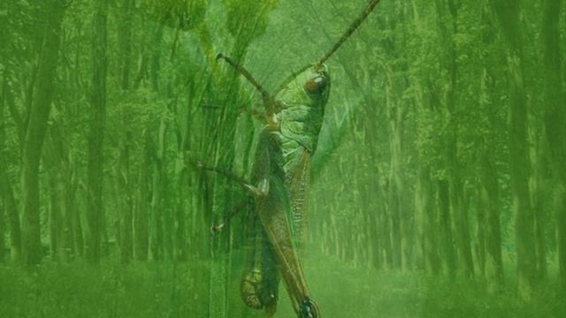 Синяя Зелёная смотреть онлайн