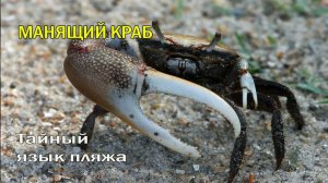 🦀Тайный язык пляжа🌊о чём на самом деле говорят крабы🏝️