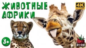 Животные Африки