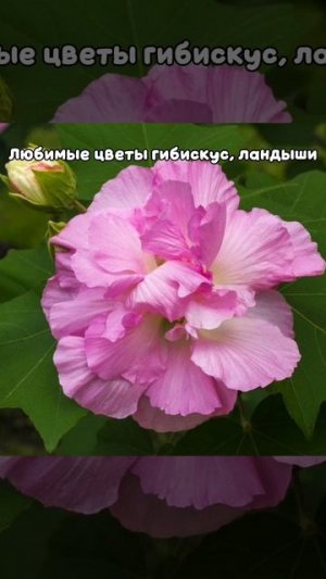 Немного опоздала с трендом ಠ_ಠ