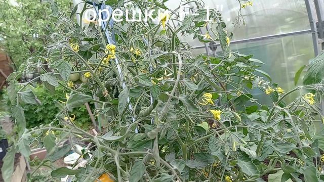 ОБЗОР ТОМАТОВ В ТЕПЛИЦЕ. смотреть онлайн