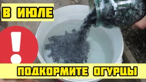 Подкормить этим в ИЮЛЕ ОГУРЦЫ и они будут плодоносить очень долго!