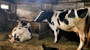 04.06.26.А много ль, корова ,дает молока?МНООООГО!!!Цены на продукцию.!