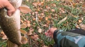 Рыбалка на живца, тут много хищной рыбы, щука и судак