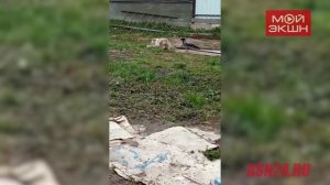 Часть прячет под кирпичом: ворона Каркуша наведывается к кошке экс-амурчанки за угощением