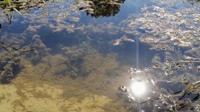 РЕКА ХОПЕР,Воронежская область. Один из пляжей,чистейшая вода,естественный аквариум, красивые места.