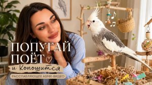 Попугай поёт и копошится в своей комнате — расслабляющее ASMR-видео