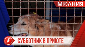 Представители партии «Единая Россия» провели субботник в приюте для животных