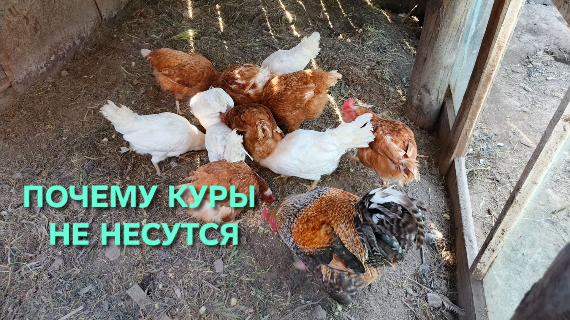 Почему куры не несутся