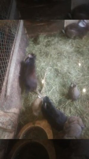 Ели мясо мужики ,сапогами закусали !!!