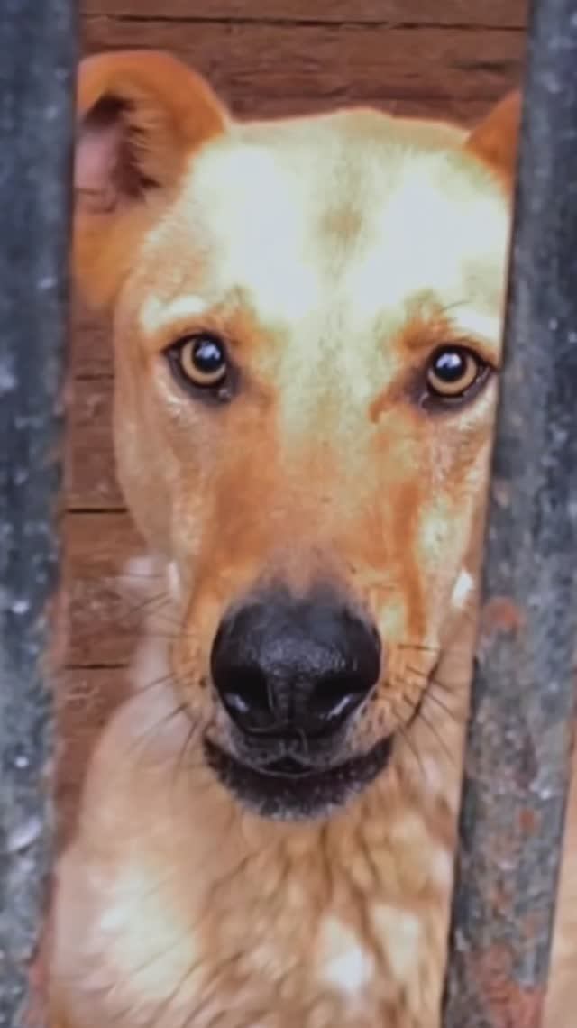 "Не догуляли мы!!!" ❥ Приют в Малинках