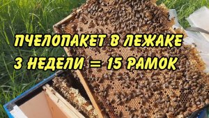 пчеловодство, пчелопакет в лежаке спустя 3 недели. 2023