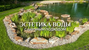 ЭТИ РАСТЕНИЯ делают воду прозрачнее без химии. Что посадить в пруд, чтобы вода стала чище