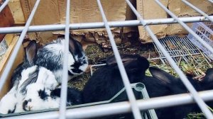определили пол ♂️♀️ крольчат 🐇