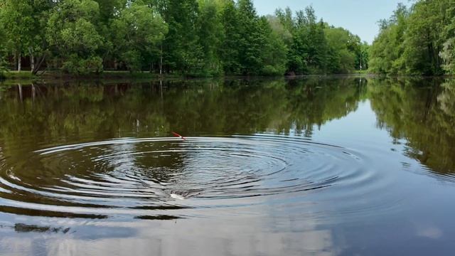 Рыбалка с потерями. Сестрорецкий разлив. смотреть онлайн