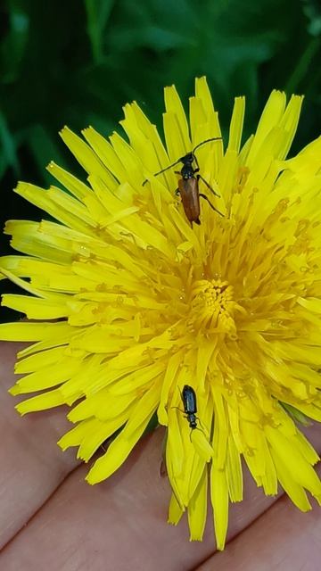 Усач Пятнистоусая лептура (Paracorymbia maculicornis) смотреть онлайн