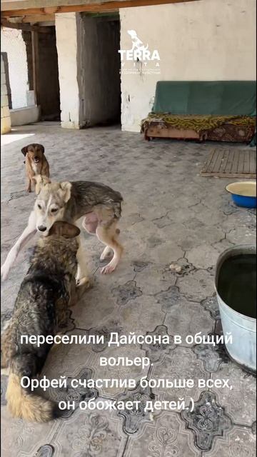 переселили Дайсона