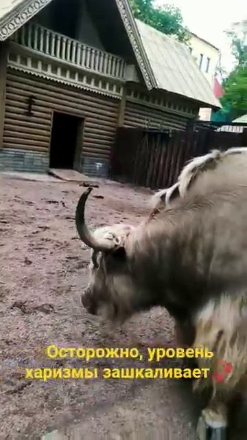 Властелин тибетских вершин Только посмотрите на эту гриву [get.gt].mp4