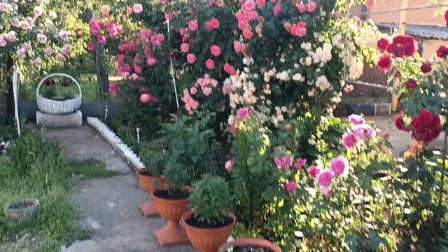 Где живëт ëжик? 04.06.2026. Динская смотреть онлайн