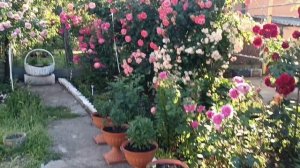 Где живëт ëжик? 04.06.2026. Динская